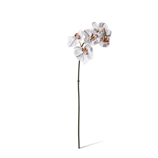 Phalaenopsis Orchid Mini Stem - 14 x 7 x 51cm color White/Black
