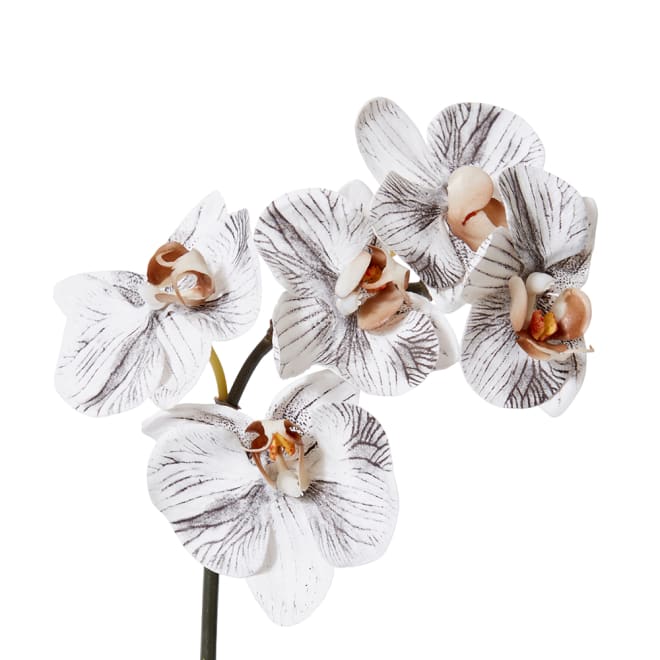 Phalaenopsis Orchid Mini Stem - 14 x 7 x 51cm color White/Black