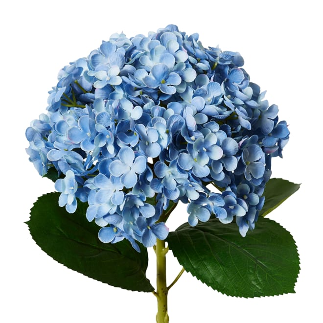 Hydrangea Stem Blue - 24 x 24 x 75cm color Blue
