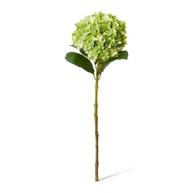 Hydrangea Stem Green - 24 x 24 x 75cm color Green