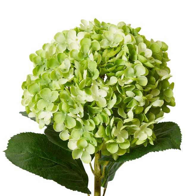 Hydrangea Stem Green - 24 x 24 x 75cm color Green