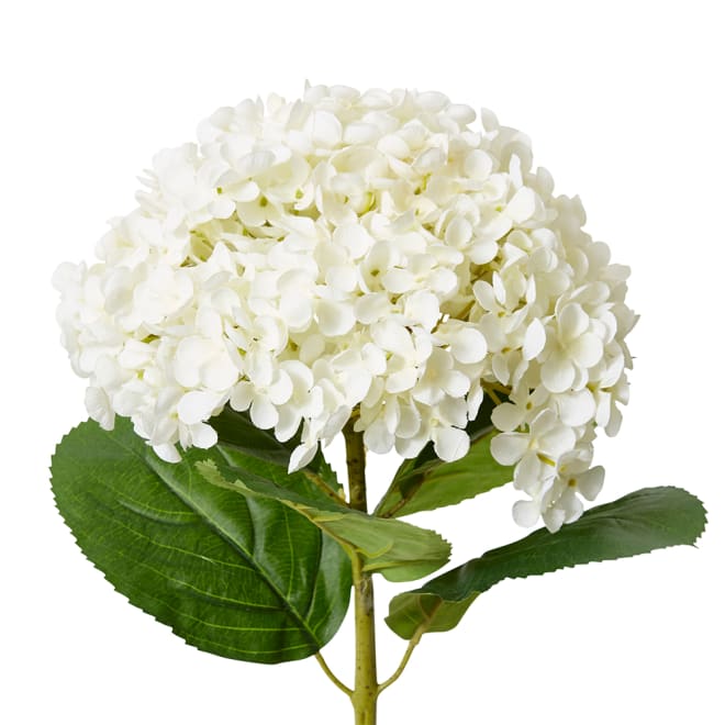 Hydrangea Stem White - 24 x 24 x 75cm color White