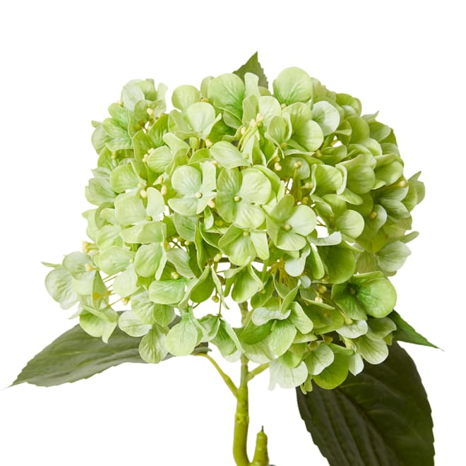 Hydrangea Bloom Stem - 25 x 20 x 60cm color Green