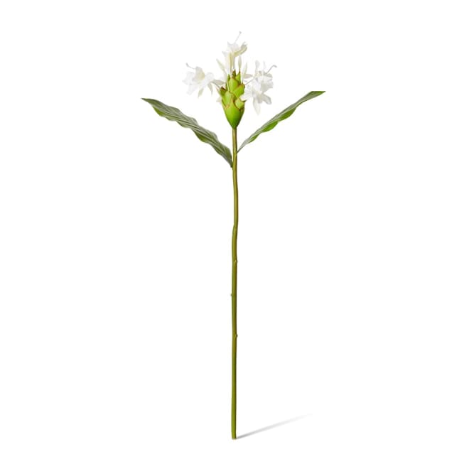 Butterfly Ginger Stem White - 16 x 31 x 76cm color White