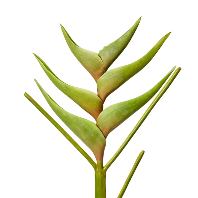 Heliconia Stem - 20 x 20 x 86cm color Green