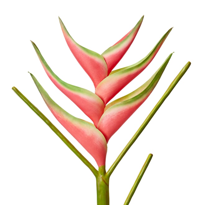 Heliconia Stem - 220 x 20 x 86cm color Green/Red