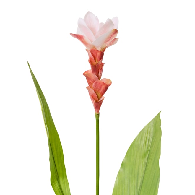 Ginger Flower Spray - 32 x 20 x 84cm color Pink