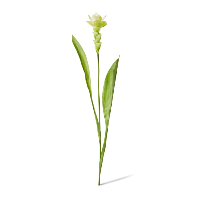 Ginger Flower Spray - 32 x 20 x 84cm color White/Green