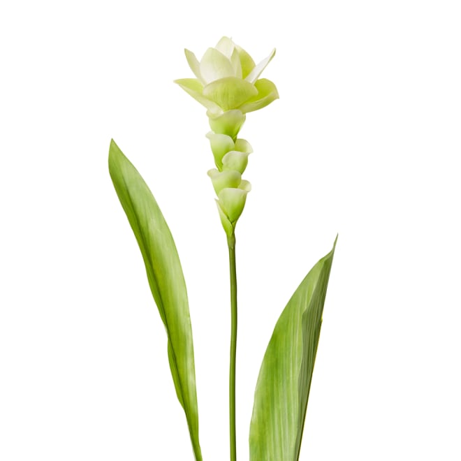 Ginger Flower Spray - 32 x 20 x 84cm color White/Green