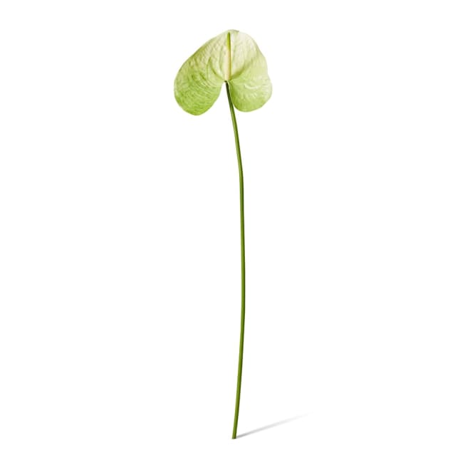 Anthurium Grand Stem Green - 18 x 16 x 71cm color Green