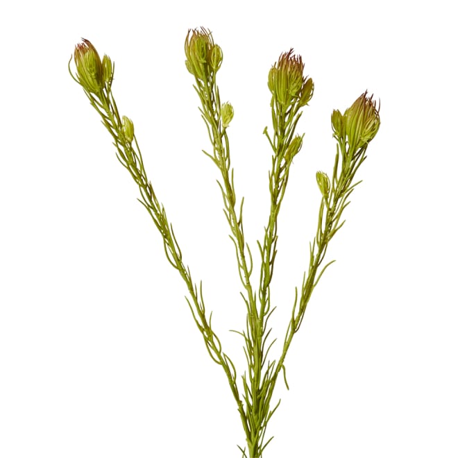 Clubmoss Spray - 8 x 6 x 46cm 