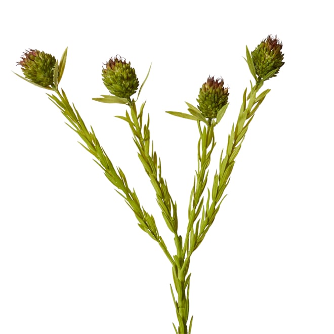 Clubmoss Spray - 10 x 6 x 56cm 