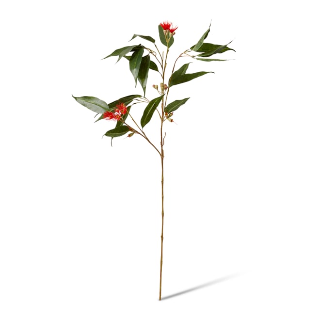 Eucalyptus Flowering Spray - 30 x 14 x 91cm color Red/Green