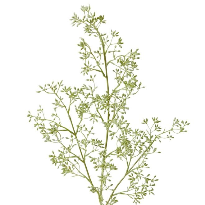 Eucalyptus Seeding Stem - 28 x 22 x 74cm 