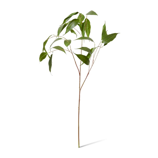 Eucalyptus Leaf Spray - 46 x 34 x 91cm