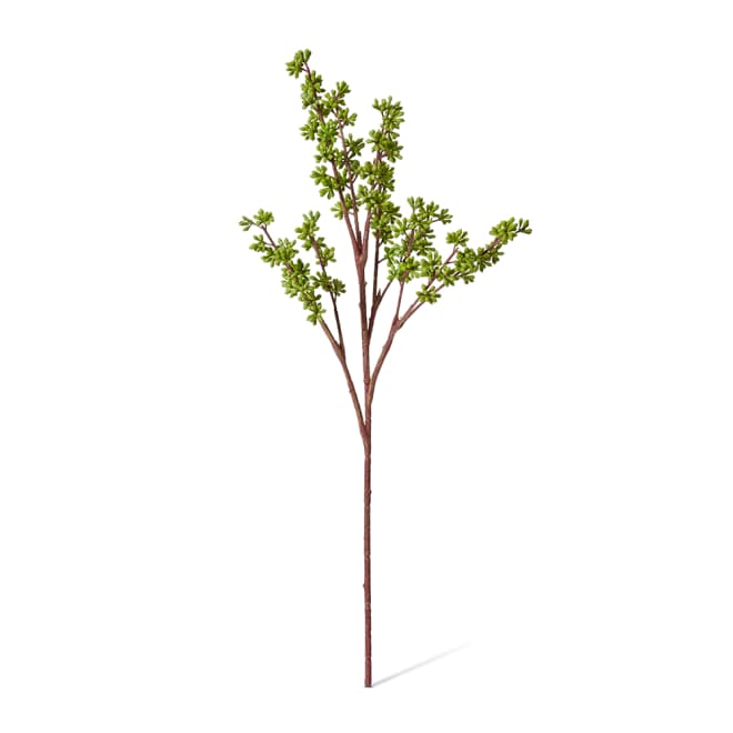 Eucalyptus Seeding Spray - 20 x 20 x 62.23 cm