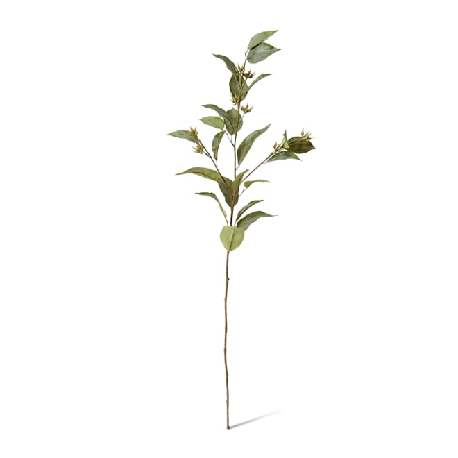 Eucalyptus Seed Spray - 30 x 20 x 112cm 