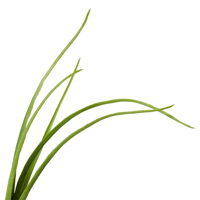 Grass Spray - 16 x 16 x 102cm 