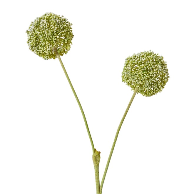 Allium Spray Green - 15 x 12 x 67cm color Green