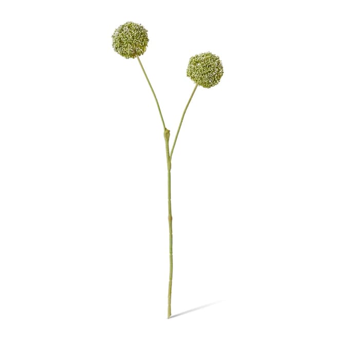 Allium Spray Green - 15 x 12 x 67cm color Green