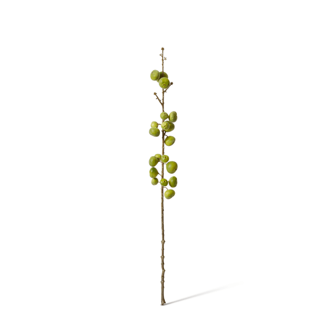 Fig Stem - 15 x 15 x 74cm 