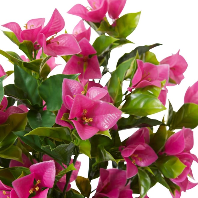 Bougainvillea (Outdoor) Bush - 30 x 30 x 50cm color Hot Pink
