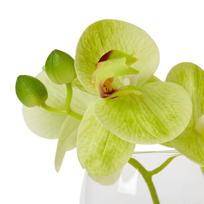 Phalaenopsis - 16 x 13 x 15cm color Green/Clear