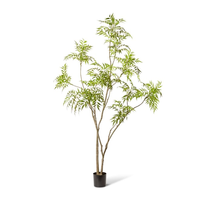 Mahonia Tree - 140 x 140 x 240cm color Green