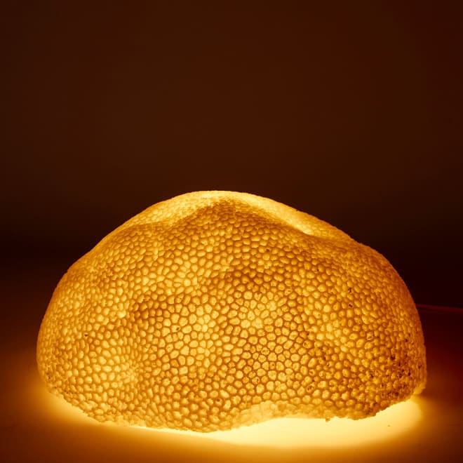 Coral Lamp Starlet - 35 x 31 x 18cm 