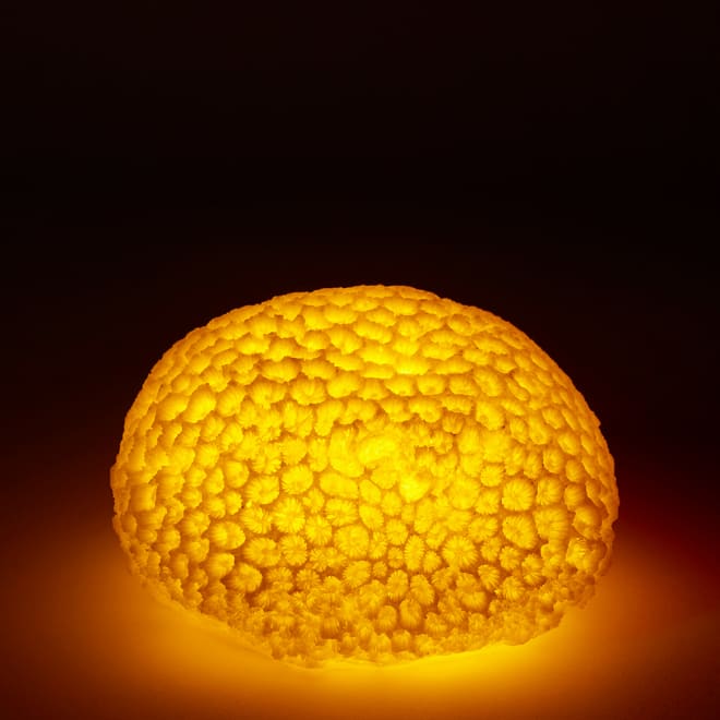 Coral Night Light Starlet - 14 x 13 x 9cm 