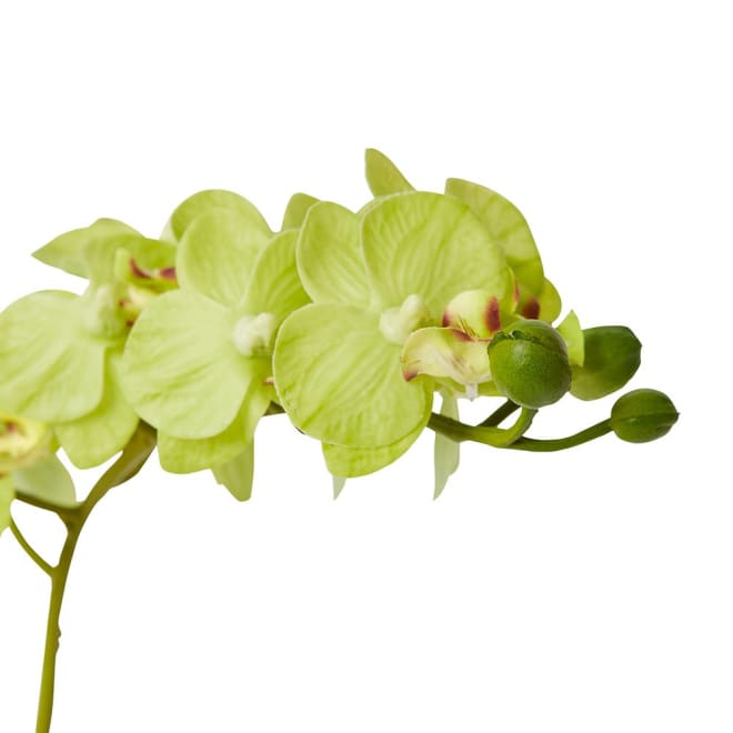 Phalaenopsis Mini - 17 x 10 x 30cm color Green/Clear