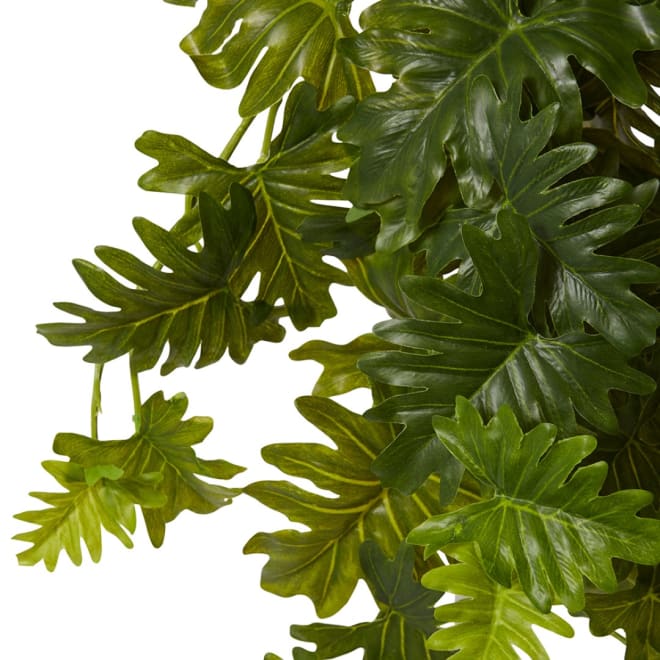 Philo Selloum Hanging Plant - 30 x 30 x 56cm 