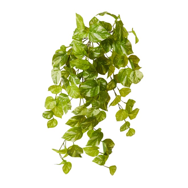 Pothos Marble Hanging Plant - 35 x 50 x 65cm