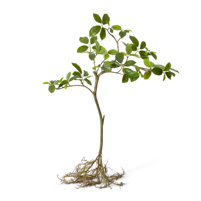 Blue Berry Tree with Roots - 68 x 44 x 90cm