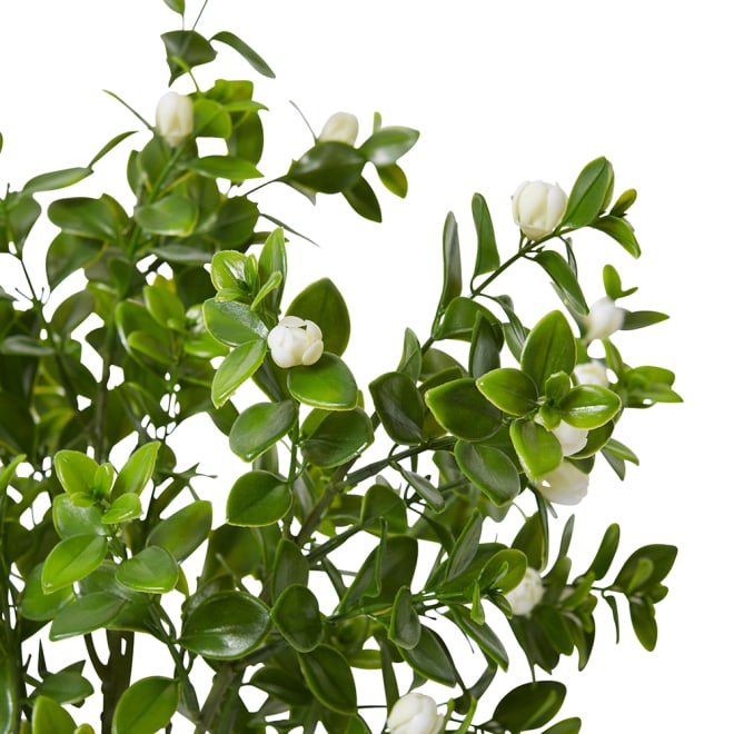 Jasmin Budding Bush - 28 x 28 x 44cm 