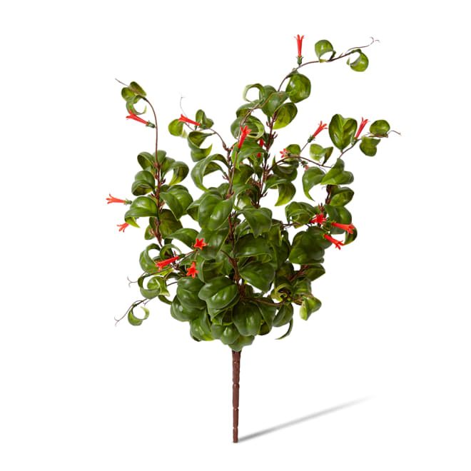 Indian Hoya Bush Red/Green - 30 x 30 x 47cm color Red/Green