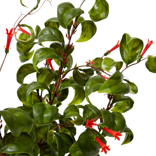 Indian Hoya Bush Red/Green - 30 x 30 x 47cm color Red/Green