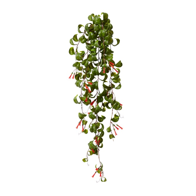 Indian Hoya Hanging Bush - 30 x 25 x 79cm 