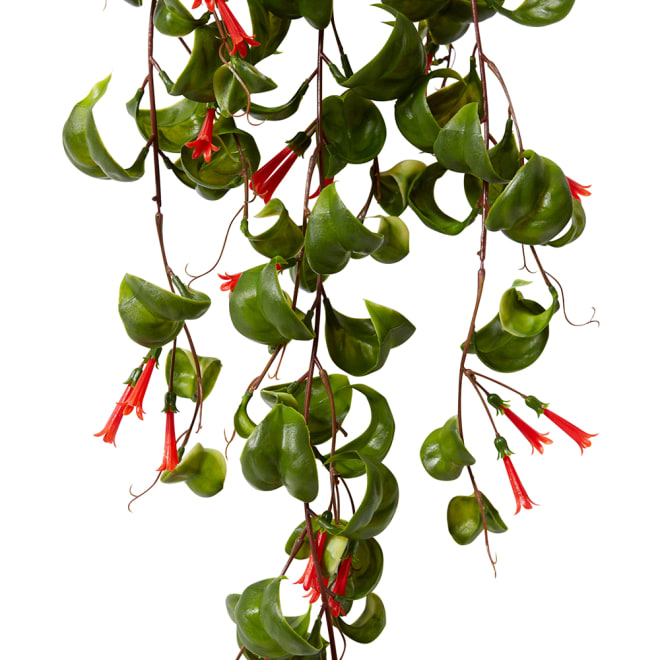 Indian Hoya Hanging Bush - 30 x 25 x 79cm 