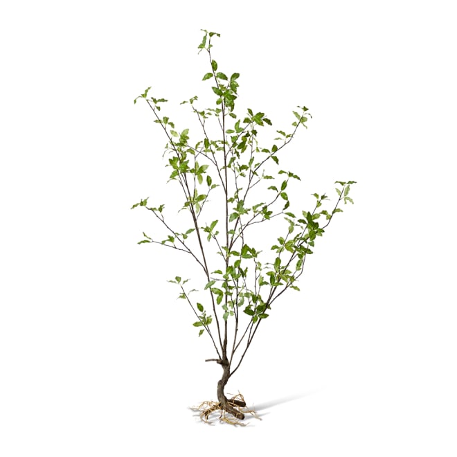 Pittosporum Plant Green - 71 x 53 x 139cm color Green