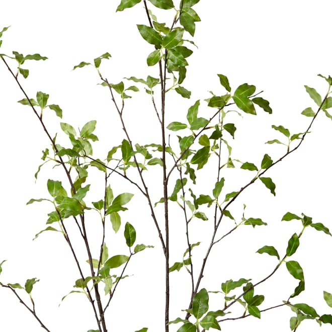 Pittosporum Plant Green - 71 x 53 x 139cm color Green