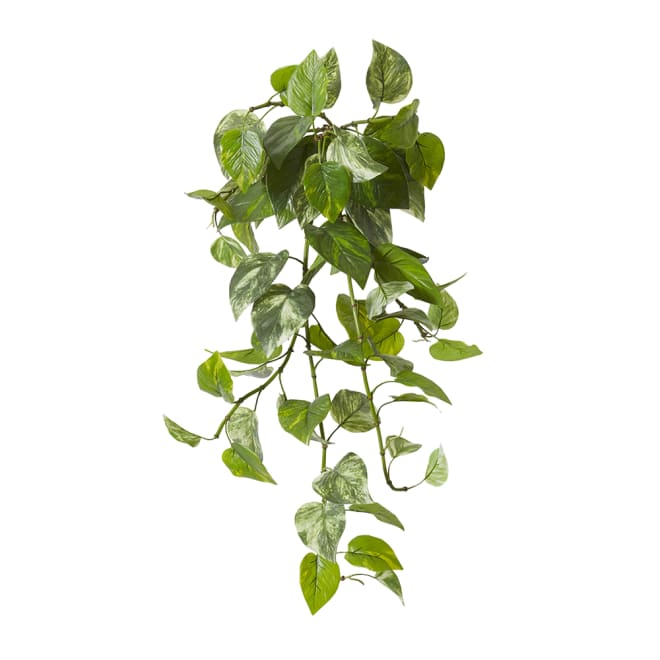 Pothos (Outdoor) Hanging Plant - 55 x 59 x 81cm 