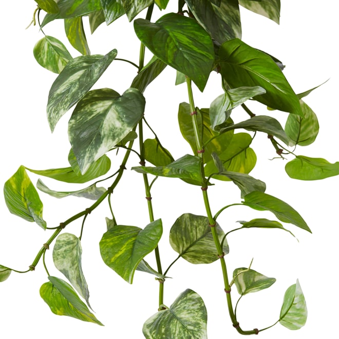 Pothos (Outdoor) Hanging Plant - 55 x 59 x 81cm 