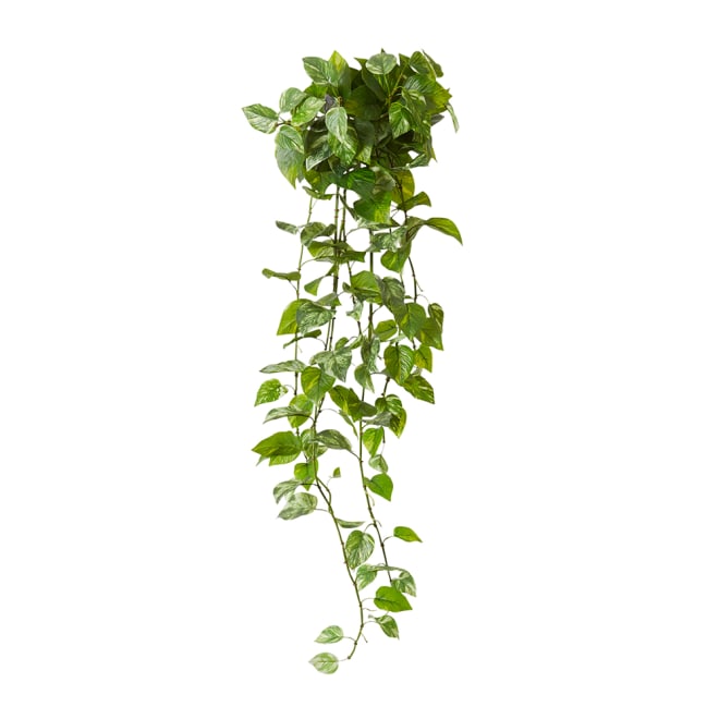 Pothos (Outdoor) Hanging Plant - 55 x 70 x 122cm 