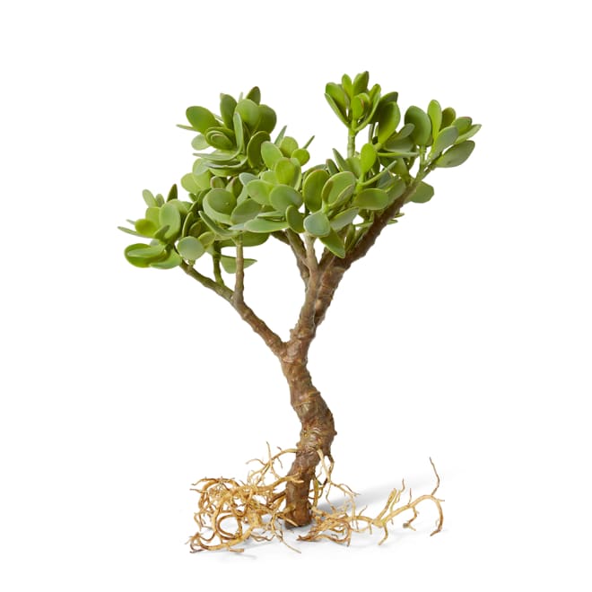 Jade Plant with Roots - 32 x 24 x 40cm 