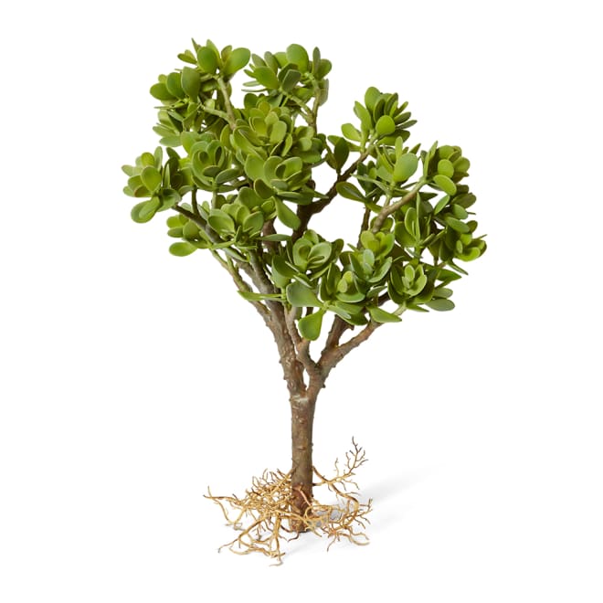 Jade Plant with Roots - 42 x 38 x 58cm 