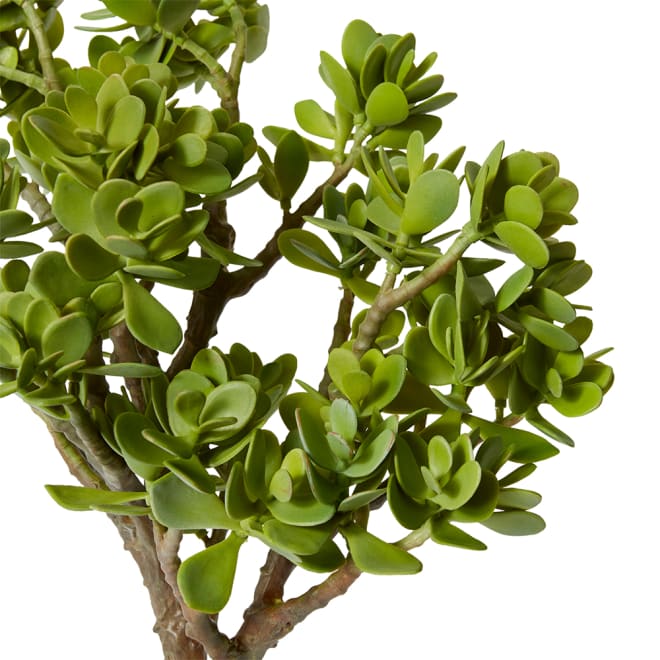 Jade Plant with Roots - 42 x 38 x 58cm 