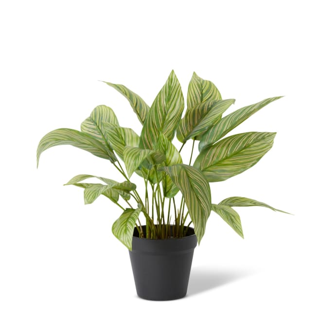 Calathea Plant Potted Variegated - 35 x 35 x 43cm color Variegated