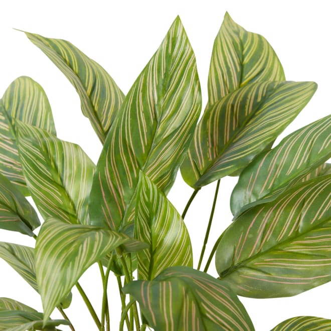 Calathea Plant Potted Variegated - 35 x 35 x 43cm color Variegated