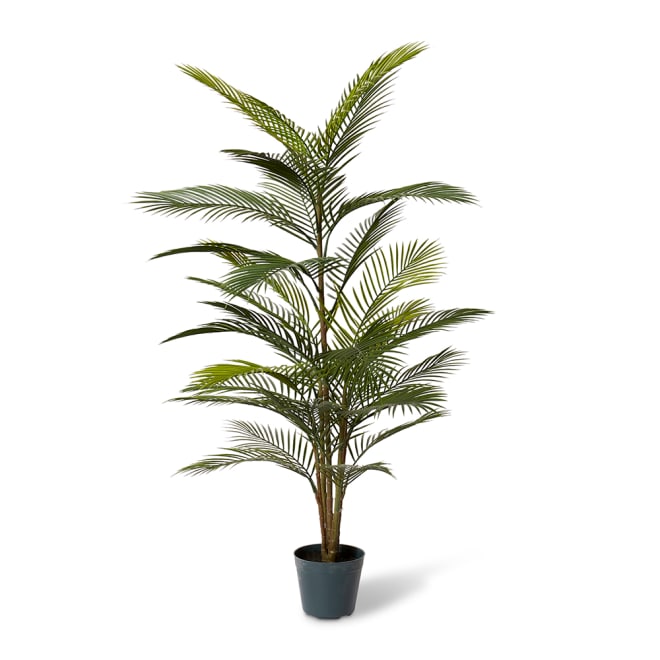 Areca Plam (Outdoor) - 80 x 80 x 120cm 